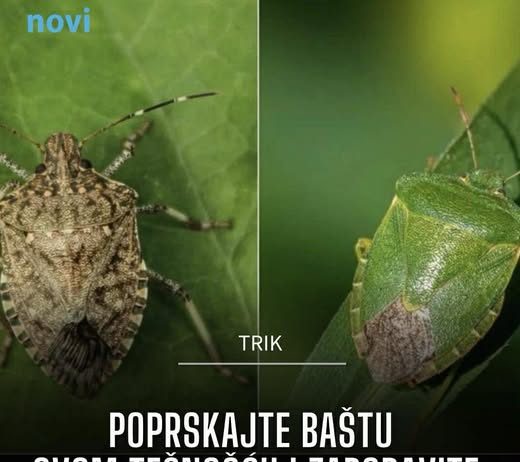 Poprskajte baštu ovom tečnošću i zaboravite na smrdljive martine Poprskajte baštu ovom tečnošću i zaboravite na smrdljive martine - featured image