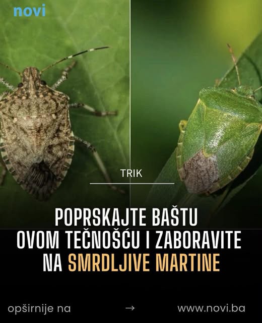 Poprskajte baštu ovom tečnošću i zaboravite na smrdljive martine - featured image Poprskajte baštu ovom tečnošću i zaboravite na smrdljive martine - featured image