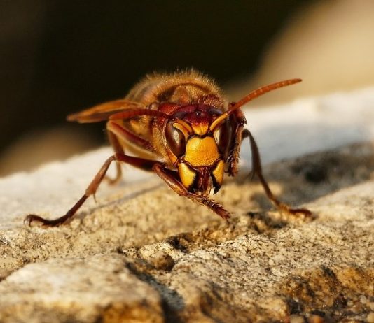 Ni slučajno im ne prilazite: Evo kako se RIJEŠITI stršljena, obratite pažnju njihov ubod može biti smrtonosan