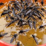 KOMARCI nestaju kao ludi uz ovaj GENIJALAN trik! 😱🦟 Bez struje, bez otrova i bez skupih preparata — metoda koja uništava milione komaraca i stvarno djeluje! KOMARCI nestaju kao ludi uz ovaj GENIJALAN trik! 😱🦟 Bez struje, bez otrova i bez skupih preparata — metoda koja uništava milione komaraca i stvarno djeluje! - featured image