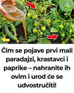 Zalijte paradajz i krastavac ovim rastvorom i rađaće do besvijesti: Baštovanski trik odmah djeluje - featured image