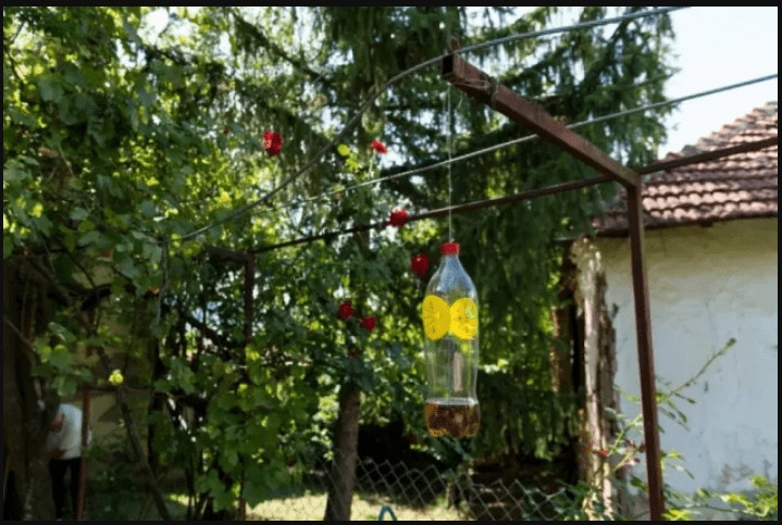 Poslije sat vremena više nećete vidjeti muhu, ni komarca u blizini: SMUĆKAJTE IM POSLJEDNJU VEČERU - featured image