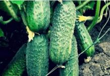 Soda bikarbona kao saveznik u vrtu: kako se krastavci prihranjuju u tri koraka tokom sezone Soda bikarbona kao saveznik u vrtu: kako se krastavci prihranjuju u tri koraka tokom sezone - featured image