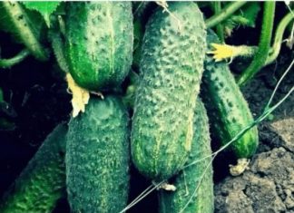 Soda bikarbona kao saveznik u vrtu: kako se krastavci prihranjuju u tri koraka tokom sezone Soda bikarbona kao saveznik u vrtu: kako se krastavci prihranjuju u tri koraka tokom sezone - featured image